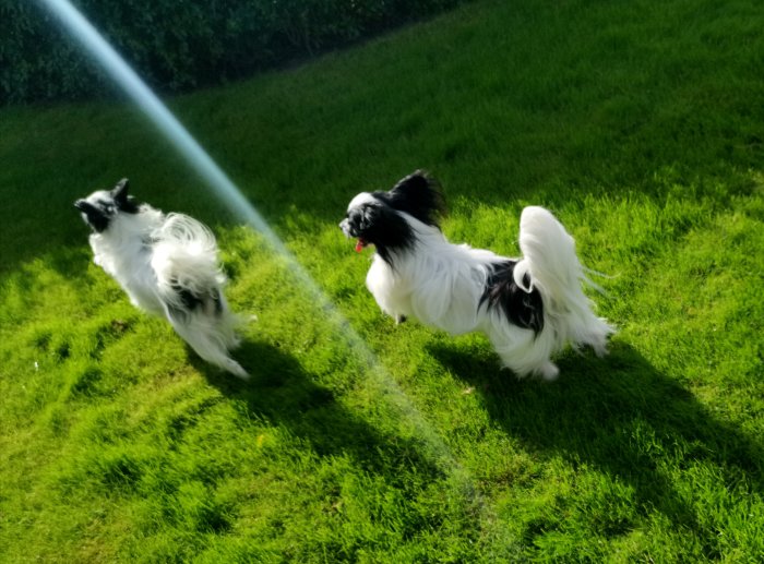 Två hundar, Jesko och Rosa, springer på en gräsmatta i solskenet.