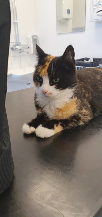 En trefärgad katt som sitter på ett undersökningsbord hos veterinären.