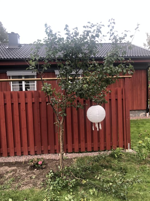 Trädgård med nyplanterat träd framför rött staket och en vit papperslykta.