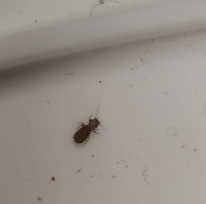 Liten brun insekt på en vit yta, omgiven av små skräppartiklar.