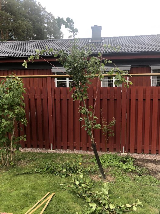 Nyplanterat träd i en trädgård med rödmålad staketbakgrund och nedklippta grenar på marken.