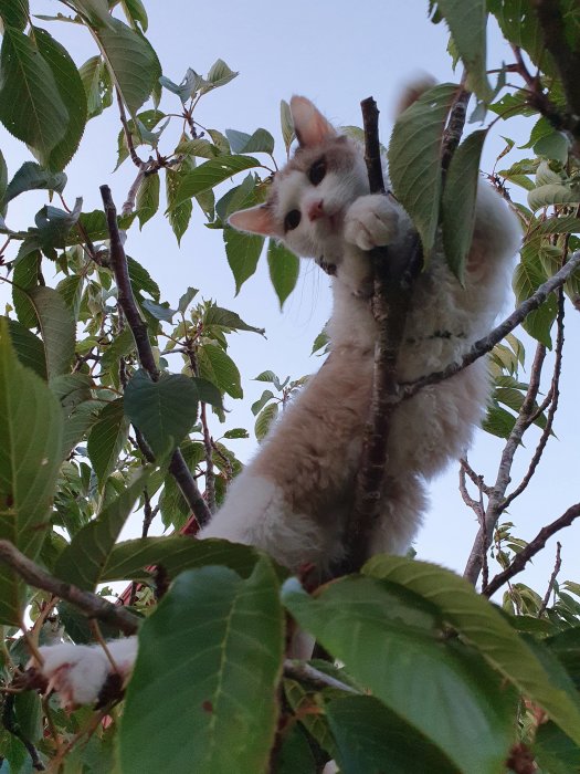 Katt klättrar i ett körsbärsträd bland gröna löv.