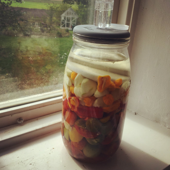Burk med fermenterande chilifrukter på en fönsterbräda, bubblor syns i vätskan.