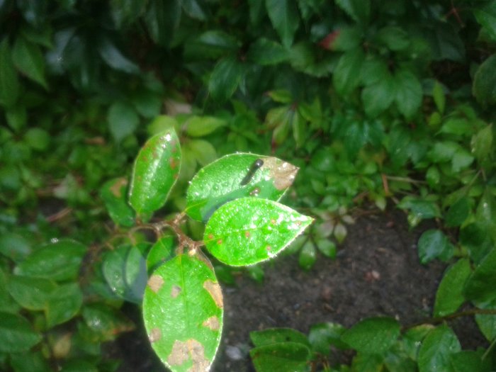 Insektslarver på blad i häck, möjlig fruktbladsstekel, gröna blad med bruna fläckar.