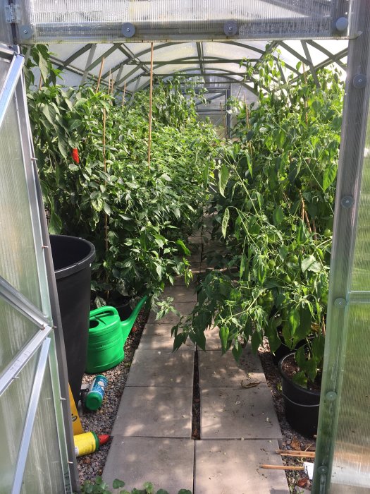 Växthusinteriör med täta gröna plantor på båda sidor om en smal gångväg.