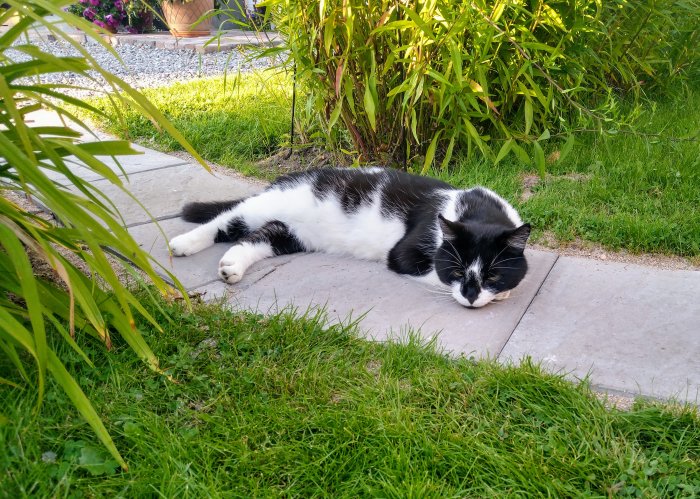 Svartvit katt ligger avslappnat på en stenplatta omgiven av grönt gräs och växter.