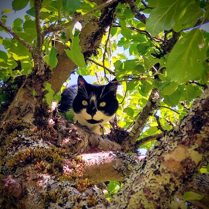 Svartvit katt som tittar fram mellan grenarna i ett äppelträd.