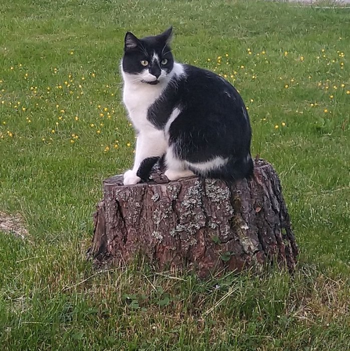 Svartvit katt som sitter på en stubbe i trädgården med lite surt uttryck.