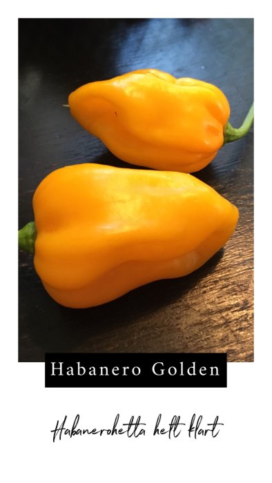 Två gula habanerochilifrukter på ett mörkt träbord med texten "Habanero Golden" och "Habanerohetta hett klart".