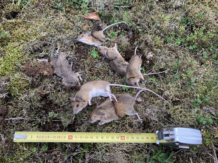 Döda gnagare på marken bredvid ett måttband som illustrerar deras storlek.