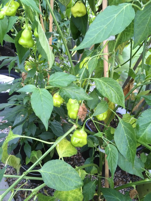 Gröna omogna chilifrukter på plantan med tät lövverk i ett växthus.