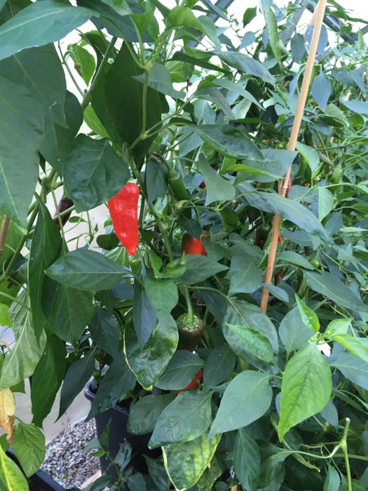 Röd mogen chili på en frodig padronplanta i en tätt bevuxen växthusmiljö.