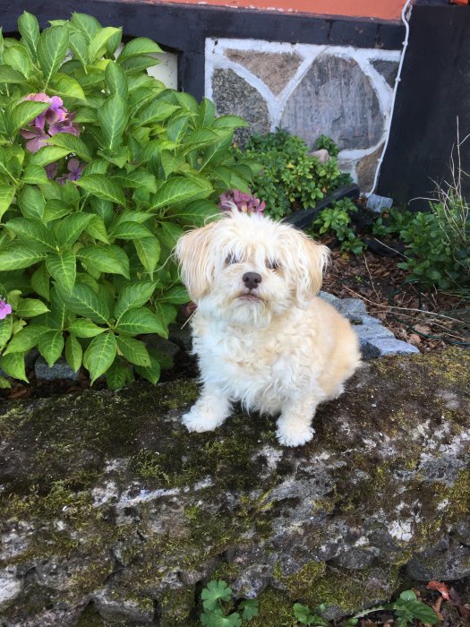 Liten vit hund med en blomma i pälsen sitter framför gröna buskar och en stenmur.