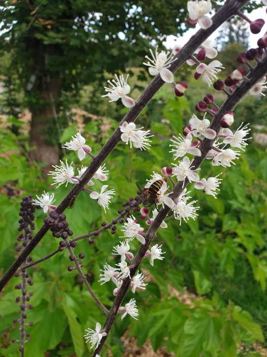 Höstsilverax i blom med vita blommor och mörka knoppar, en bi besöker en blomma, med grönska i bakgrunden.