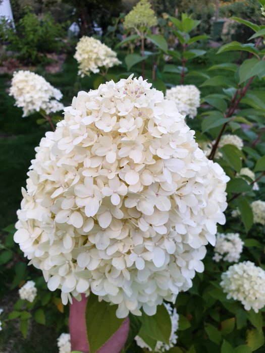 Enorm hortensia med vita blomklasar i en trädgård.