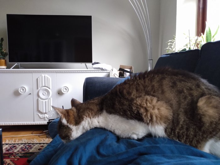 Katt ligger avslappnat på någons rygg framför soffa och vit tv-möbel i ett vardagsrum.