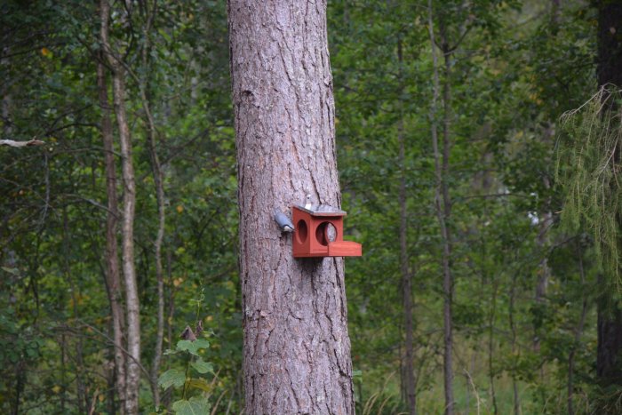 Ekorrematare monterad på träd i skogsmiljö, med fågel som äter nötter.