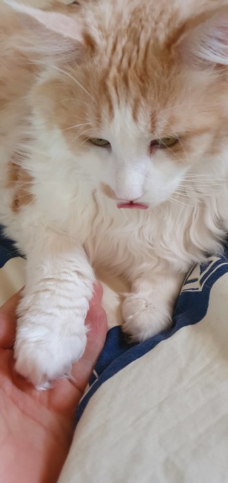 Maine Coon katt vars tass vilar i en människas hand, beige och vit päls, tittar ner.