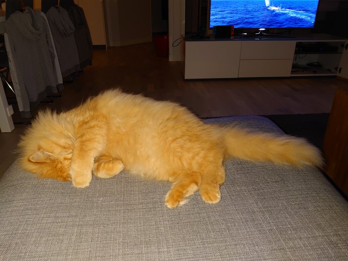 Långhårig orange katt sover på en soffa med en suddig TV i bakgrunden.