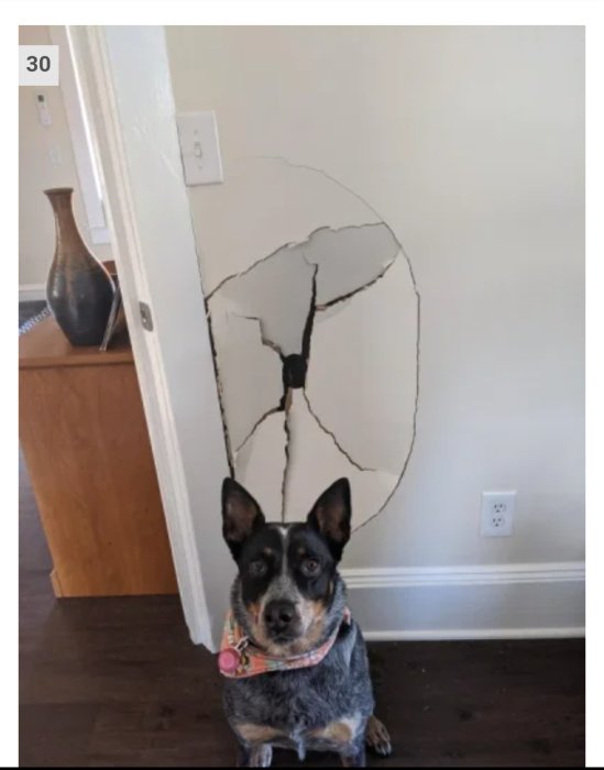 Hund framför en vägg med en stor spricka, ger intrycket av att ha orsakat skadan.