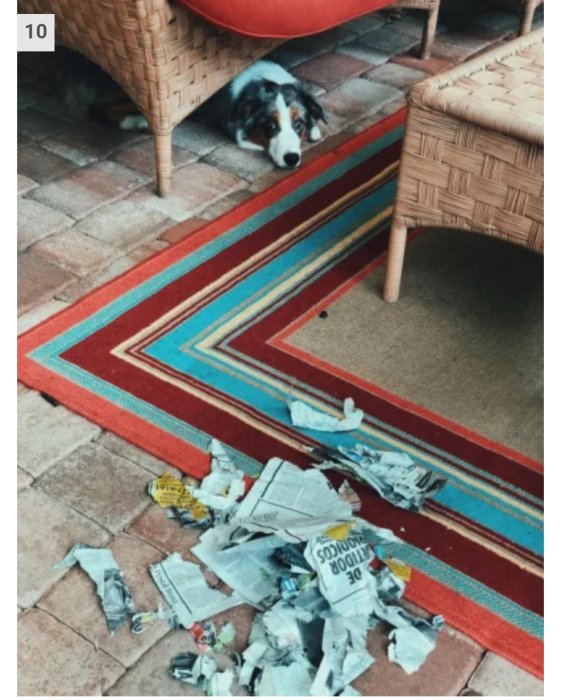 Hund under stol tittar fram vid sönderriven tidning på matta.