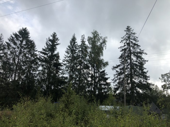 Högspänningsledningar ovanför en grupp granträd vid en tomtgräns, sky molnig himmel i bakgrunden.