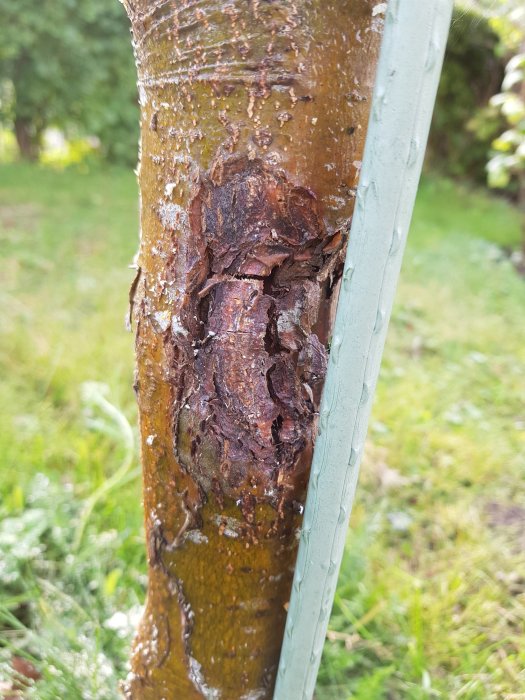 Träd med skadad bark och möjlig svampsjukdom, omgivet av gräs och växtlighet.
