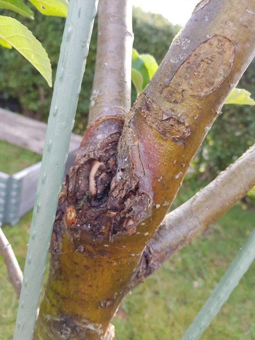 Närbild på en trädgren med tecken på sjukdom, uppsvällt parti med skadad bark och röta.