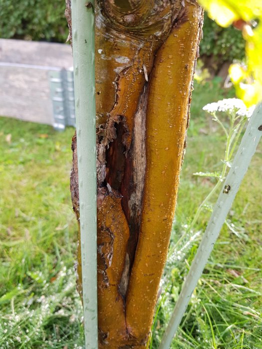 Träd med skador på barken, möjligen sjukdom, med synliga sprickor och avflagnad bark.