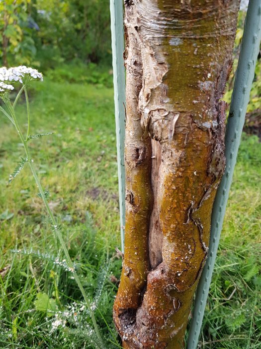 Träd med skadad bark som uppvisar tecken på sjukdom eller kräfta, omgivet av grönt gräs.
