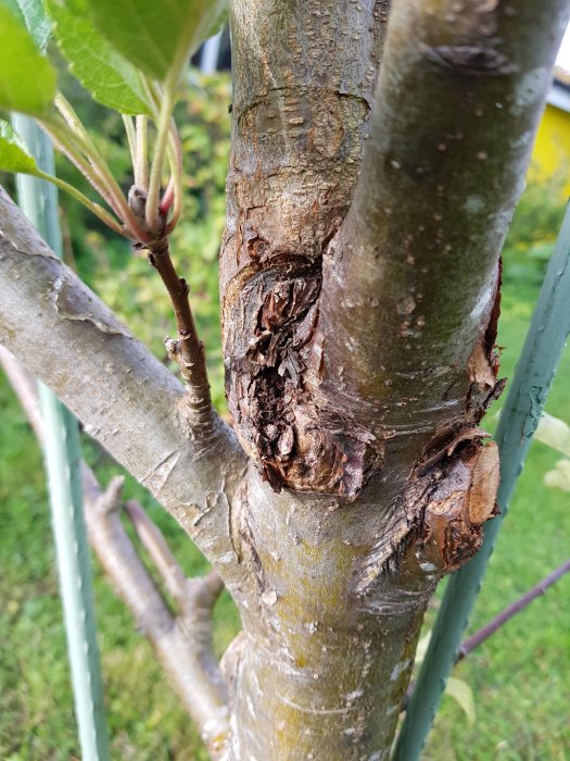 Skadat träd med bark som ser ut att vara drabbad av sjukdom, möjligtvis kräfta, mot grön bakgrund.