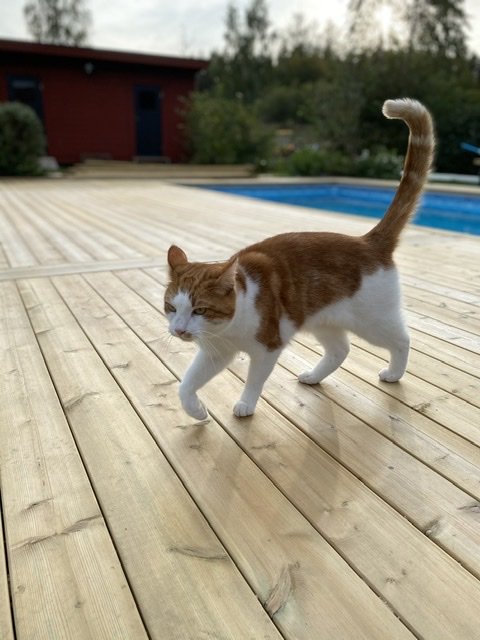 Brunvit katt som går på ett trägolv nära en pool med ett rött hus i bakgrunden.