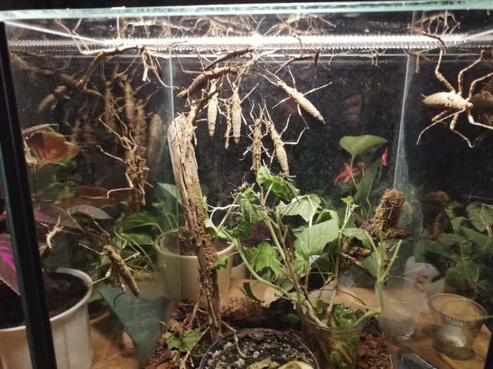 Ett terrarium fullt av vandrande pinnar och gröna växter, en glömd öppen lucka som ledde till rymning.