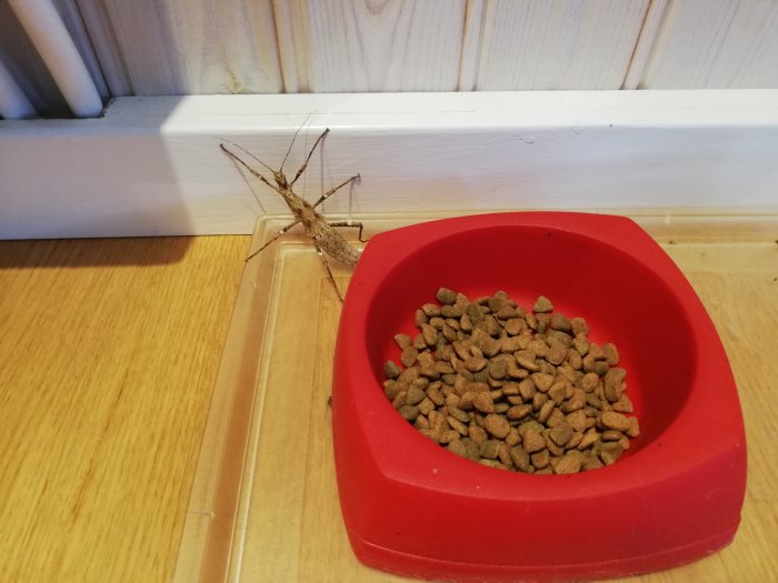 Vandrande pinne vid en röd matskål för katter, utom sitt terrarium.