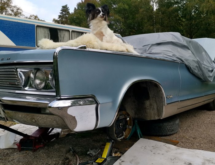 En hund sitter på en bilhuva framför en halvt täckt bil som står på pallbockar utan däck.