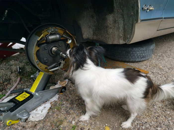 En hund som tittar på ett bils bromssystem under reparation.