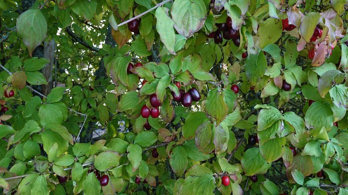 Röda bär på grenar bland gröna blad i en häck, ca 15-20 mm långa.