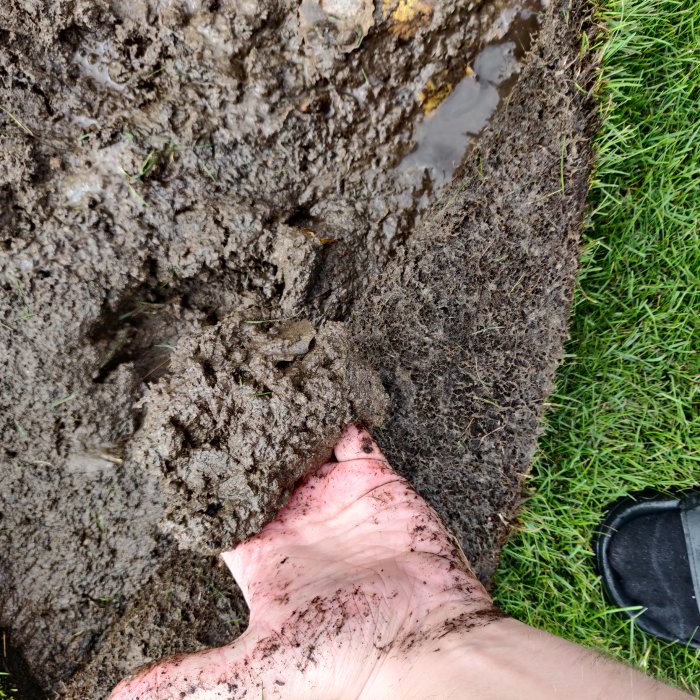 En hand lyfter på en kant av rullgräs som visar ett mjukt och lerigt underlag under en gräsmatta.