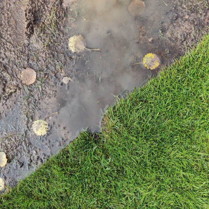 Nylagt rullgräs med mjukt underlag och leriga vattensamlingar intill en mer väletablerad gräsmatta.