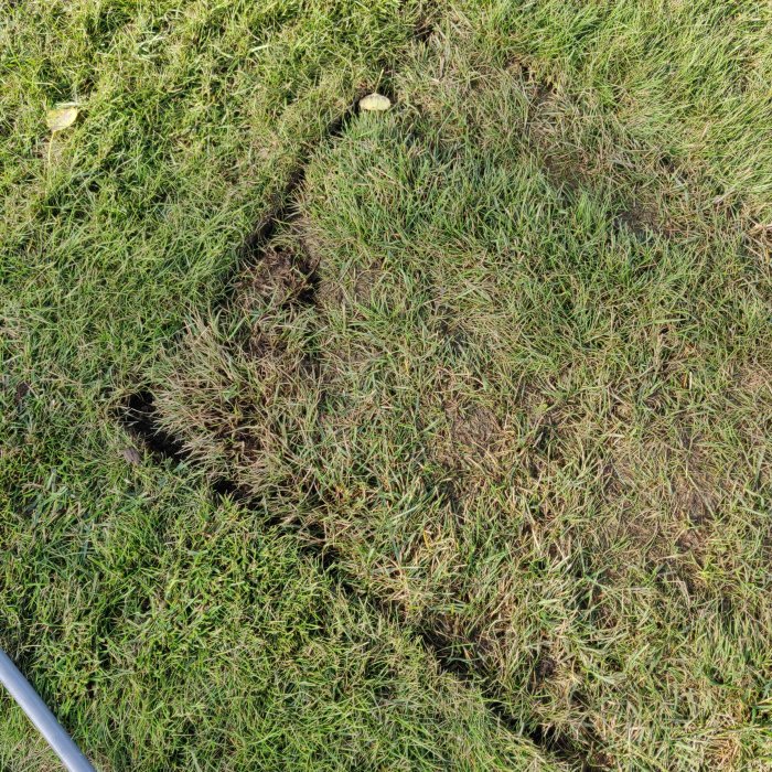 Nyplanterad gräsmatta med ojämnheter och synlig lera, tecken på övervattning och markkompaktion.