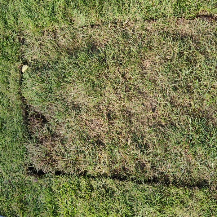 Nysatt rullgräs med synliga skador och gropar, vissa partier ser uttorkade och leriga ut.