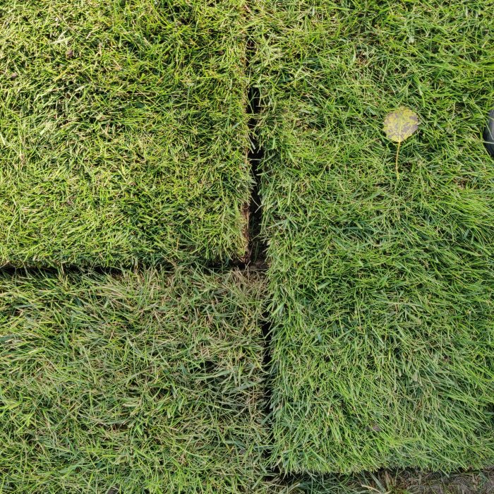 Nyinstallerad rullgräs med ojämn yta och synliga skarvar, enstaka blad och lerig mark under.