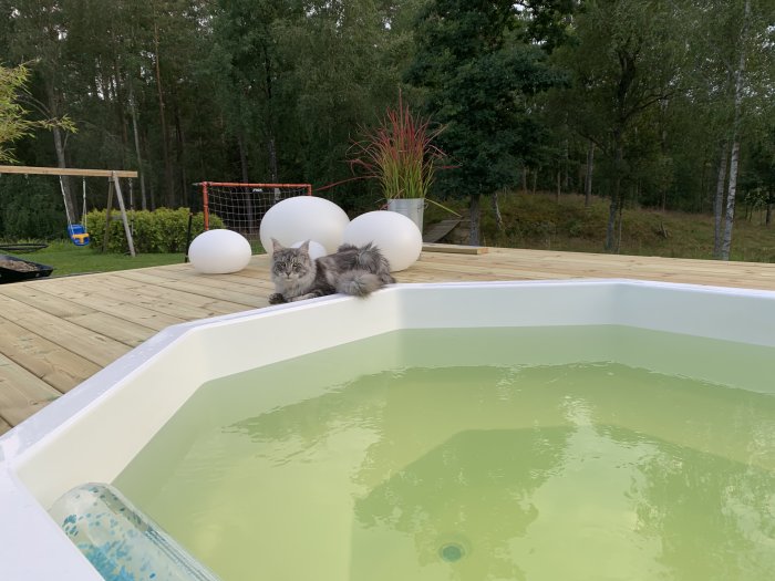 Katt på trätrall bredvid en pool med grönfärgat vatten och vita bollar, omgivna av trädgård och skog.