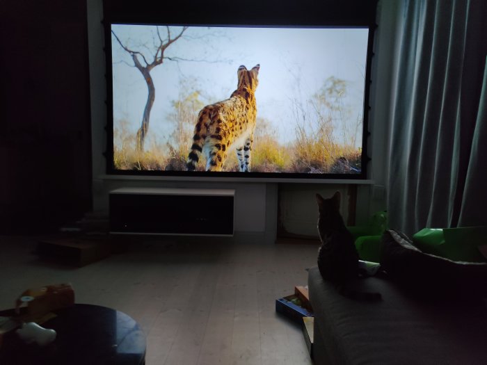 Katt tittar på en stor tv-skärm som visar programmet Planet Earth 2 med ett rovdjur i naturen.