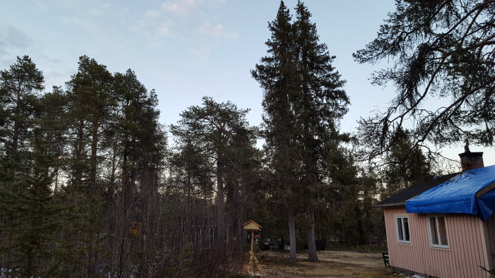 Träd som nästan hänger över ett rosa hus med blå presenning på taket, och ett fågelmatarbord på en pall i förgrunden.