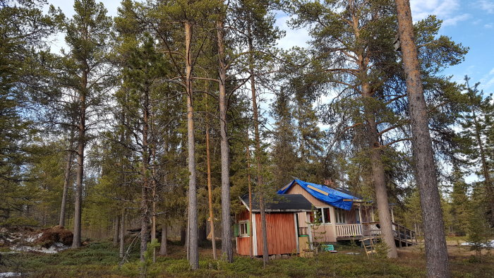 Stuga med blå presenning på taket omgiven av höga träd i en skogsmiljö.