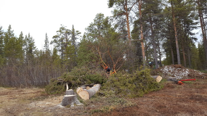 Person som arbetar med att fälla träd nära en stuga i skogen, nedfallna grenar och avsågad trädstam syns.