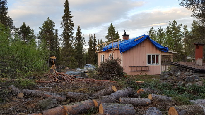 Stuga med blå presenning på taket, omgivet av nyligen fällda träd och en fågelmatarstation på en pall.