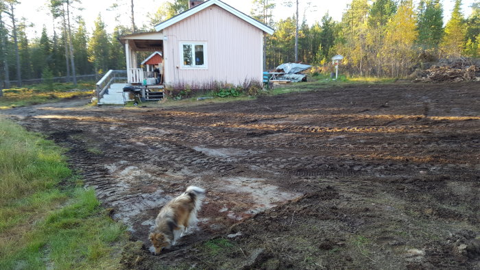 Röd stuga med uppgrävda mark och hund framför, rishög och grönska i bakgrunden.