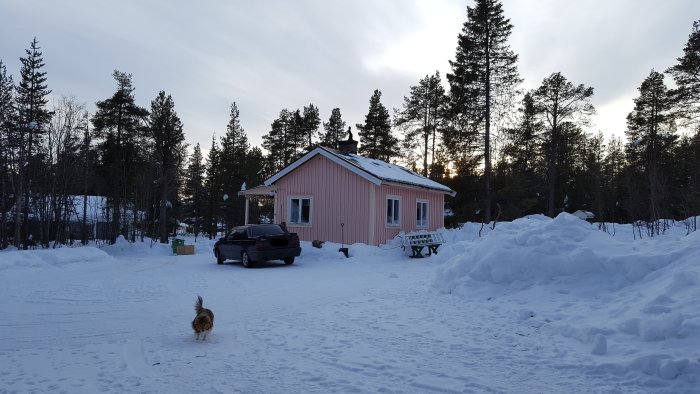 Rosa hus med nytt tak i vinterskymning, omgivet av snöhögar och en hund i förgrunden.